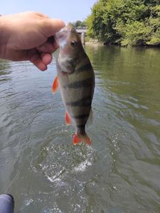 European Perch