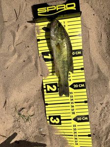 Largemouth Bass