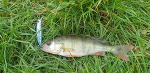 European Perch