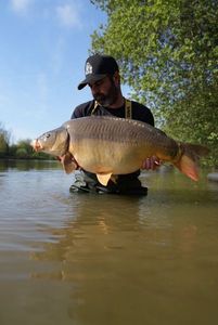 Mirror Carp