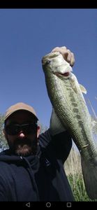 Largemouth Bass