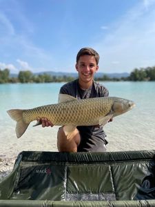Grass Carp