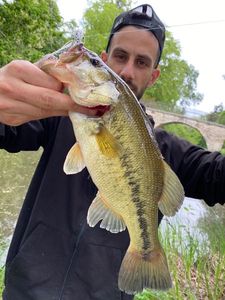 Largemouth Bass