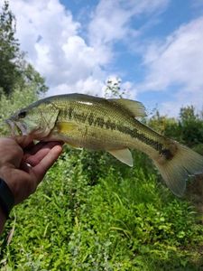 Largemouth Bass