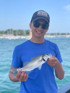 European Bass (Seabass)