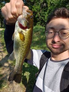 Largemouth Bass