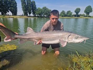 Beluga Sturgeon (European Sturgeon)