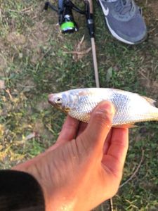 Roach