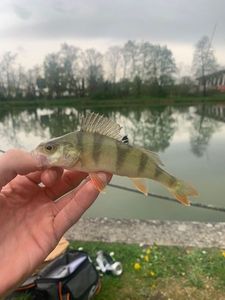 European Perch