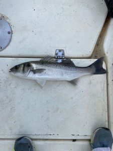 European Bass (Seabass)