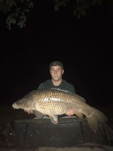 Common Carp