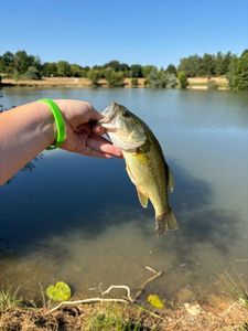 Largemouth Bass