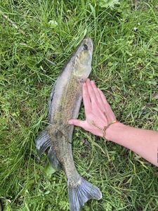 Zander