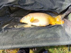 Leather Carp