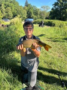 Common Carp