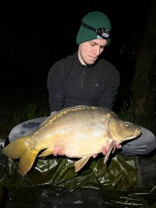 Mirror Carp