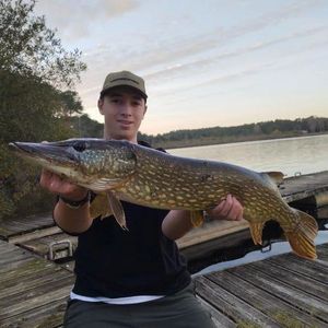Northern Pike
