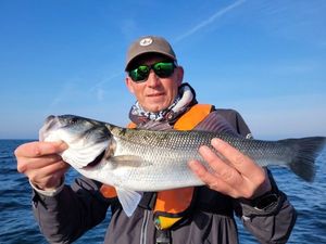 European Bass (Seabass)
