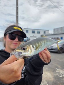 Atlantic Horse Mackerel