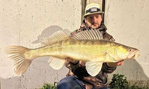Zander