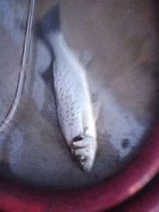 Spotted Seabass