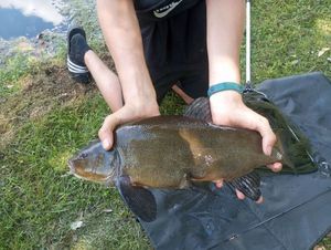 Tench