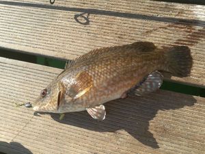 Ballan Wrasse