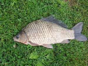 Crucian Carp
