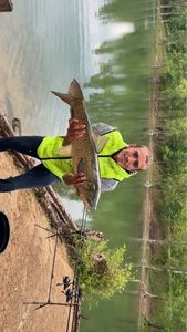 Grass Carp