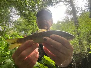 Brown Trout