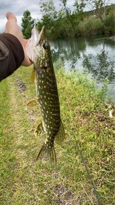 Northern Pike