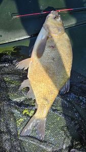 Common Bream