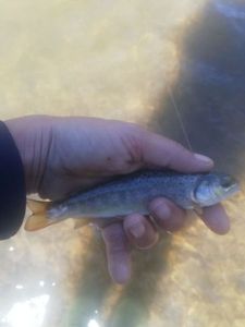 Brown Trout