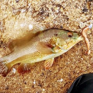 Ballan Wrasse