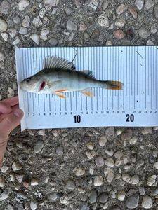 European Perch