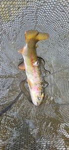 Rainbow Trout