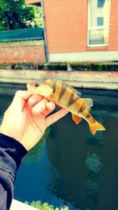 Yellow Perch