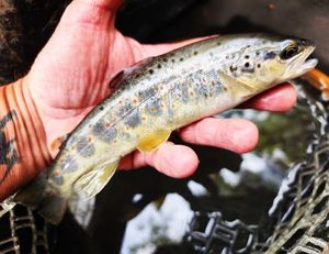 Brown Trout
