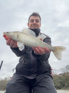 Zander