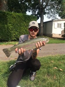 Rainbow Trout