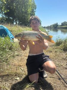 Common Carp