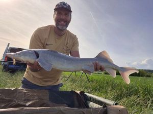 Sturgeon