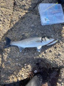 European Bass (Seabass)
