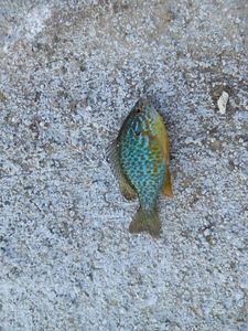 Green Sunfish