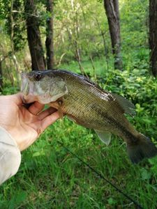 Largemouth Bass
