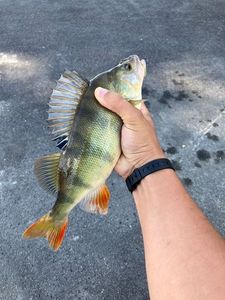 European Perch