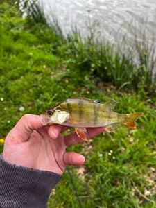 European Perch