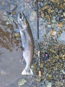 Coho Salmon
