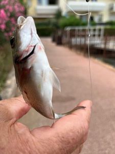 Gilthead Seabream