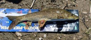 Barbel